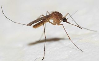 Чем лечить комариные укусы у ребенка