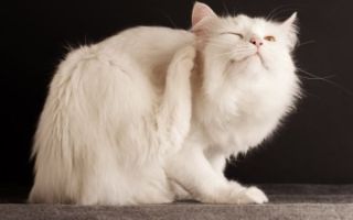 Капли и другие средства от блох для кошек