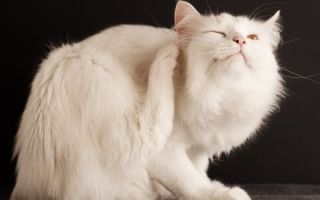 Блошиные укусы у кошек