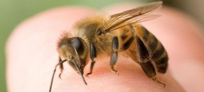 Лечение пчелиными укусами