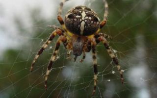 Опасен ли укус паука-крестовика