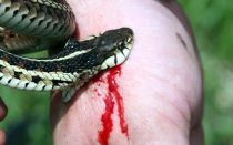 Ядовитая змея кобра
