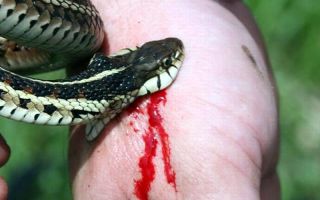 Ядовитая змея кобра