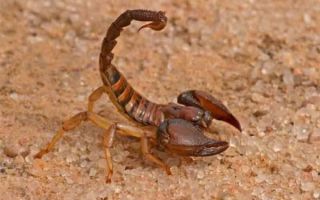 Опасен ли укус скорпиона
