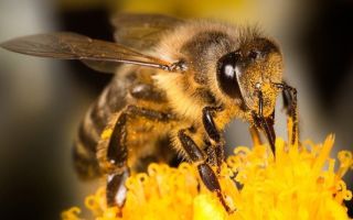 Пчелиный укус
