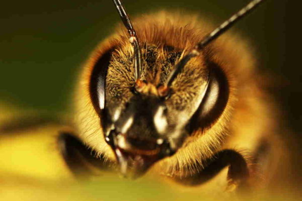 увеличенная голова пчелы