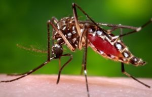 опасность комара